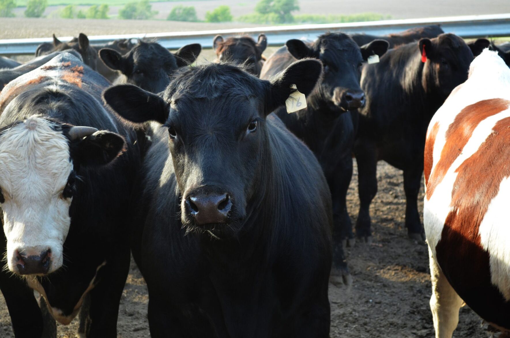 FL Steers